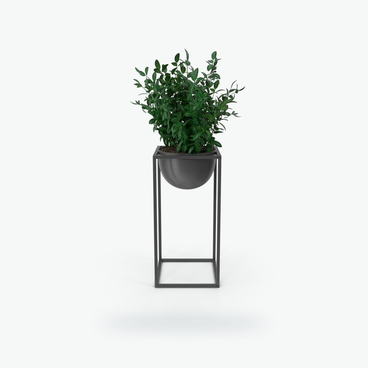 Desk showpiece plant